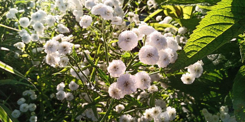 Achillea ptarmica 'Diadeem' Võsa-raudrohi